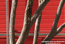 MP280417 lores Trees Image