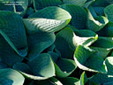 MP293205 lores Foliage Image