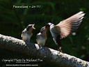 MP016857 lores Swallows & Swifts Image