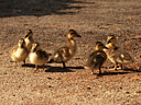 MP150618 T7775 Ducks, Geeses & Swans Image