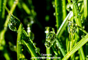 MP151536 Dew Drops lores Winter Interaction Image