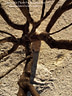 MP021453 lores Trees Image