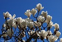 MP280144 crop hires Magnolia Blooming   Spring in Christchurch Image