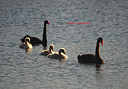 AA133730 lower resolution Ducks, Geeses & Swans Image