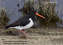 MPE10129 lores Oystercatchers Image