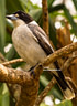 MP141471 lores Aussie Birds   the Feathered Variety! Image