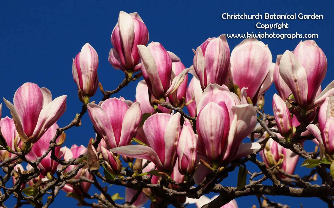 MP098832 lores Check out the Magnolia! Image