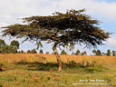 MP191027 acacia midres Kenya Image