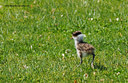 MP200829vplover Masked Lapwing (Vanellus miles   native to Oz) Image