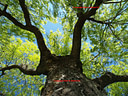 AA155211 low res Trees Image