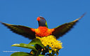 MP091053 lores Aussie Birds   the Feathered Variety! Image