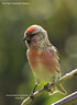 MP001002 lores Red Poll: Carduelis Cabaret Image