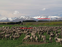 AA230151 Sheep in Mackenzie country low res Farm Animals Image