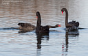 MP270137c lores Ducks, Geeses & Swans Image