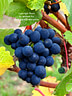 MP313815 LonL60 crp Fruit, Seed, etc Image