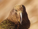 MP068903 lores Kea   Nestor notabilis Image