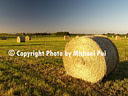 AA077294 Hayday North Canterbury Image