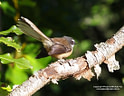 MP085925 crp lores Fantail Image