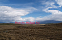 AA070414 Mackenzie Tussock copy Mackenzie Country IV Image