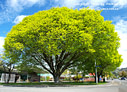 MP268747 con10shr crop lores Trees Image
