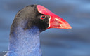 MP090018clores Pukeko   Porphyrio porphyrio melanotus Image