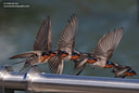 Sparrow combined lores Swallows & Swifts Image