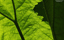 MP213623 lores Foliage Image