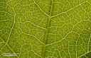 MP013457lores Foliage Image