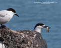 MP245380 lores Birds Image