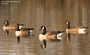 MP270078c lores Ducks, Geeses & Swans Image