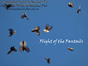 MP098654 flight of the fantails low res Fantail Image