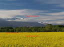 AA170725 Blooming in Fairlie low res Mackenzie Country II Image