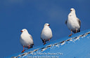 MP021422 lores Sea Gulls Image