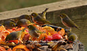 MP022239 crp lores Waxeyes Image