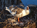 MP286458 lores Ducks, Geeses & Swans Image