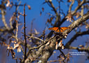 MP268807 lores Butterflies Image