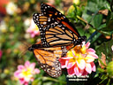 MP221119 lores Butterflies Image