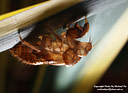 MP053990 cicada shell Insects & Spiders Image