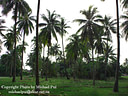 MP157074 coconut trees Malaysian scenes Image