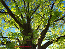 MP301214 lores Trees Image