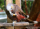 MP091584 kaka Kaka Image