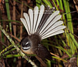 MP088579 lores Fantail Image