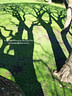 MP316514 sat10 lores Trees Image