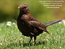 MP016884 crp lores Birds Image