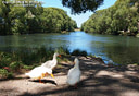 MP140696 rot lores Ducks, Geeses & Swans Image