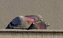 MPE10167 love birds lores The Common Pigeon Image