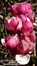 MP098842 lores Magnolia Blooming   Spring in Christchurch Image