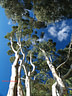 AA233527 Trees Image