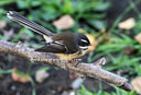 MP201583 lores Fantail Image