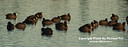 MP085109 brg10con5 lores Birds Image